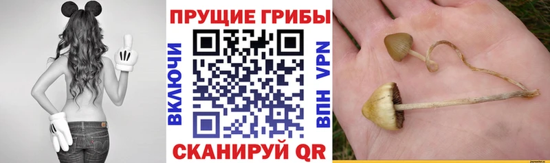 Псилоцибиновые грибы мухоморы  закладки  Сольвычегодск 